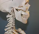 Ile kanałów ma ząb? Anatomia i leczenie