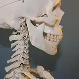 Ile kanałów ma ząb? Anatomia i leczenie